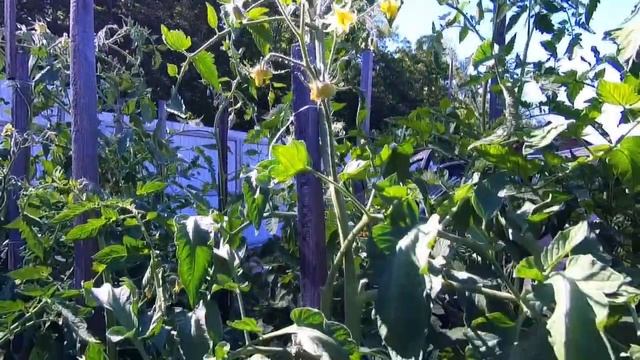 Томат Sart Roloise бельгийский сорт белого томата с нежным вкусом смотреть онлайн