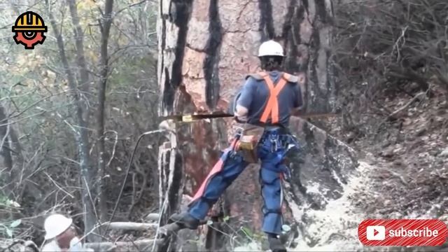 Extreme Dangerous Monster Stump Removal Excavator - Fastest Stump Grinding Machine Wood Working
