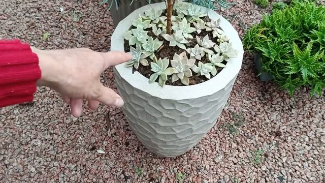 Tour no jardim,plantei as euphobias e rabo de sereia no chão! смотреть онлайн