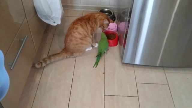 Кот и птица смотреть онлайн