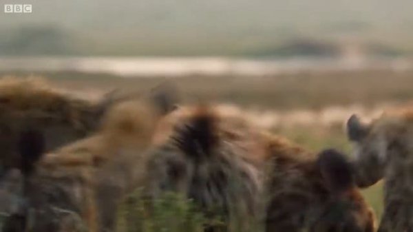 BBC Лев против гигень брать за брата