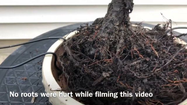 Eastern Red Cedar Juniper Literati смотреть онлайн