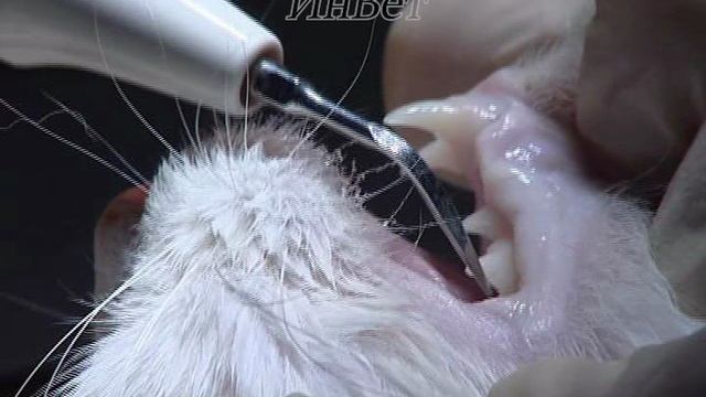 Ультразвуковая чистка зубов у кошки смотреть онлайн