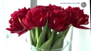 Премьера песни "Тюльпаны для тебя!"