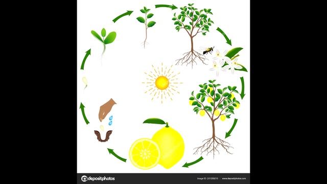 Как да посадим цвете в ГРАД ГРАДИНА