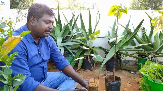 கர்பப்பையை பலப்படுத்தும் குங்குமக்காய்|Mallotus philippensis| Ayurvedic use Red Kamala (Kapila) смотреть онлайн