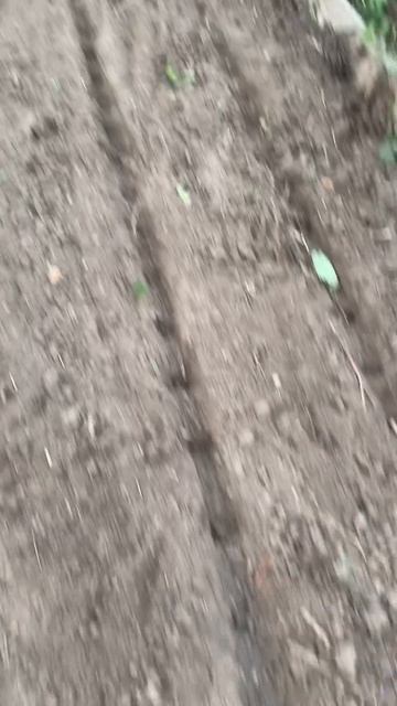 Вместо клубники чеснок смотреть онлайн