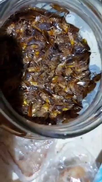 Если у вас тараканы, тогда мы идем к вам!