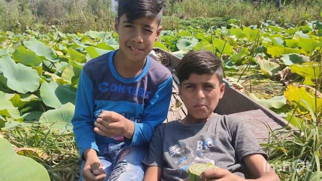 PAMBCH | Nadroo| LOTUS FRUIT in dal lake | ABBASS KASHMIRI VLOGS. смотреть онлайн