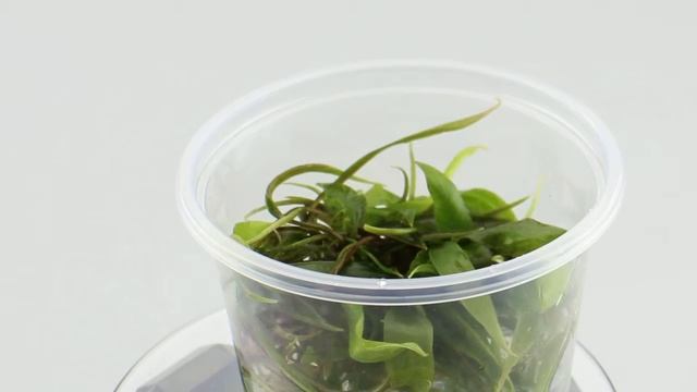 Dennerle Cryptocoryne x purpurea In Vitro Plant it! - Aqua Essentials смотреть онлайн