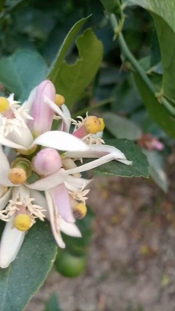 Hybrid Lemon Of Flowers 🍋