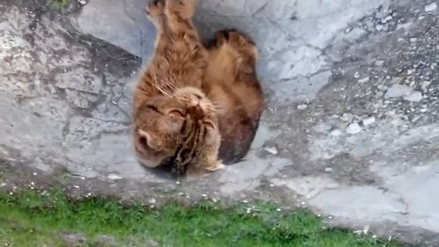 Кошка Сима смотреть онлайн
