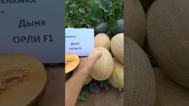 Дыня Орли F1, Venemaa Seeds смотреть онлайн