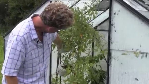 TUMBLING TOM TOMATOES