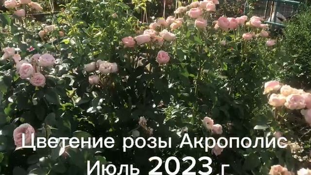 _Цветение розы Акрополис смотреть онлайн