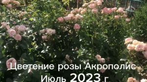 _Цветение розы Акрополис