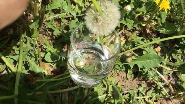 Експеримент з кульбабкою смотреть онлайн
