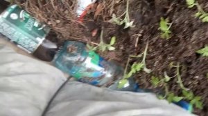 Высадка томатов в теплицу на ПМЖ и доращивание.