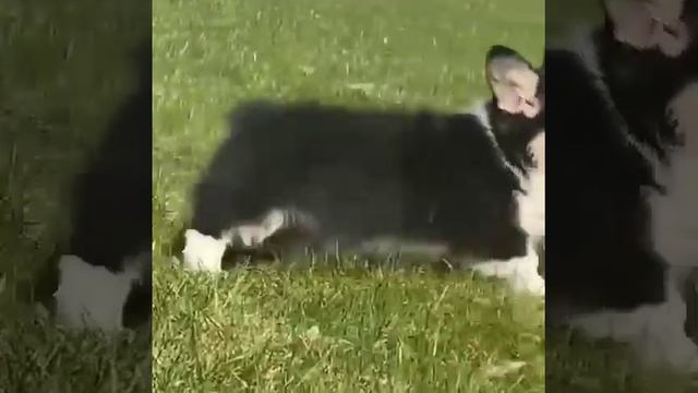 Щенки вельш корги пемброк смотреть онлайн