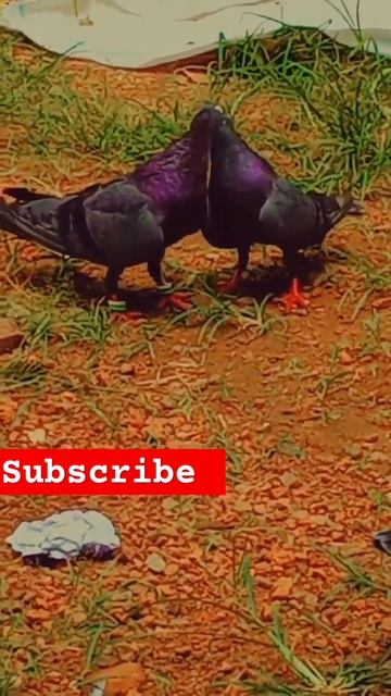 pijan catagaris....🕊️🕊️#picajn#animal#viral #public #viral #animation #youtubeshorts смотреть онлайн