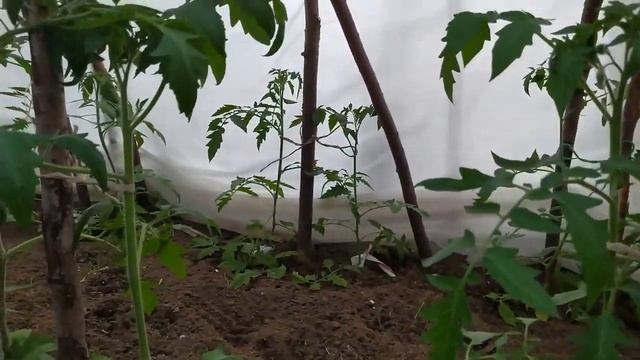 Томаты в теплице на 2 июня Высаживаю томаты в тоннели. смотреть онлайн