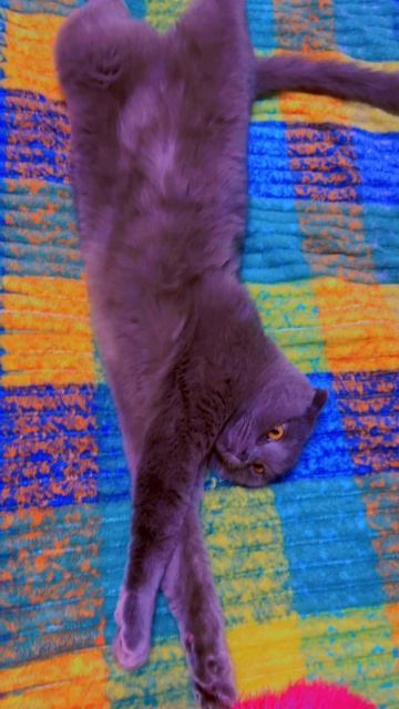 🔴КОТ СМОКИ🔴 смотреть онлайн