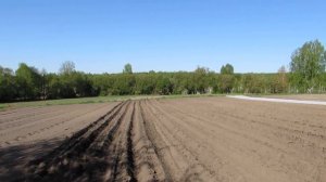 Садим картофель Рубин. Пошло не по плану.