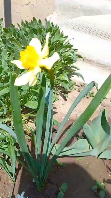 первые цветы в саду смотреть онлайн