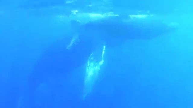 WHALES SINGING & WIND CHIMES - Soul Escape Nature Fusion, beautiful harmonies of different worlds 🌸 смотреть онлайн