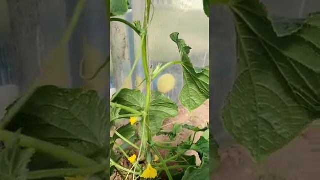 Федякинский огородник часть 4 ОГУРЦЫ смотреть онлайн