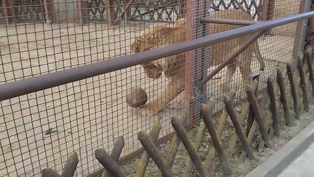 Футбольные выкрутасы Шерхана собрали много болельщиков. Минск 16 февраля