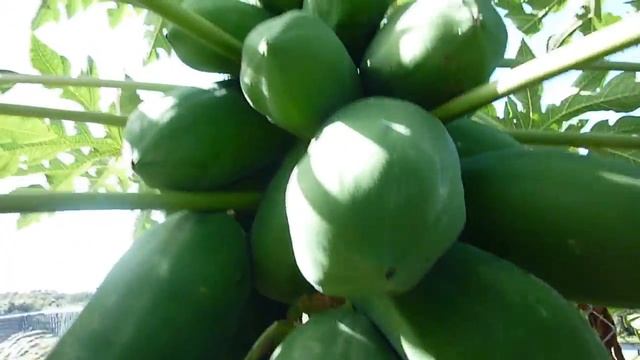 Red Lady Papaya - Part 5