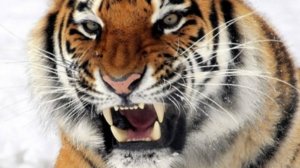 Тигриный рок