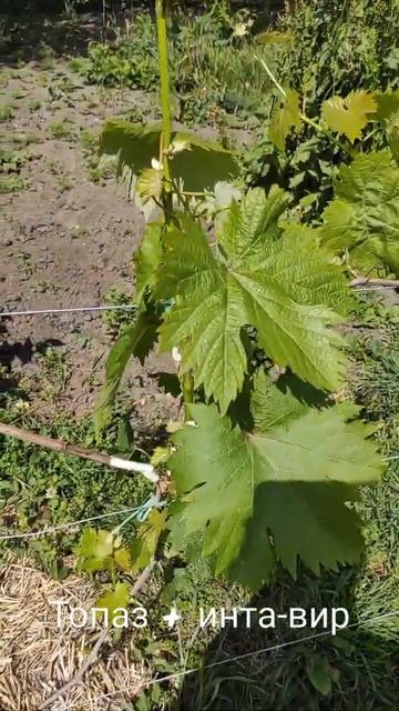 Обработка винограда перед цветением 23.05.22 смотреть онлайн