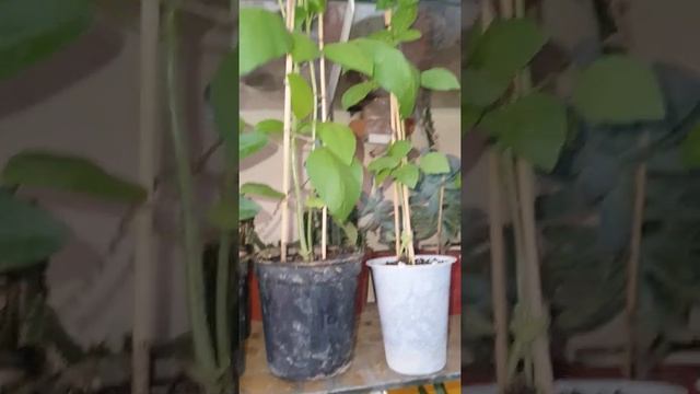 pachypodium, Madagascar Palm نخلة مدغشقر смотреть онлайн