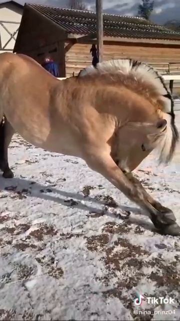 У меня три лошади смотреть онлайн