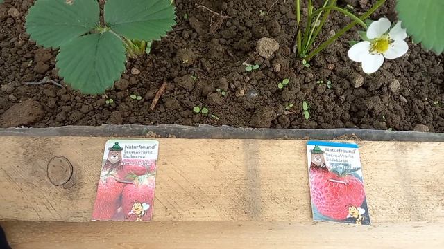 Дача в Германии. пересадка рассады. 12 апреля 2024 г.