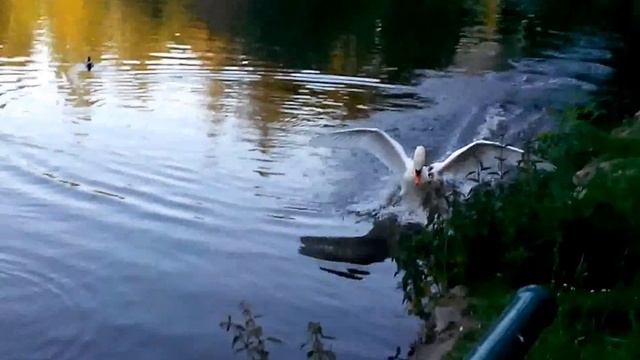 Жизнь в Германии. Каменц. Пруд и лебеди. Июнь 2014г. смотреть онлайн