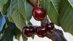 Черешня Биг Стар.