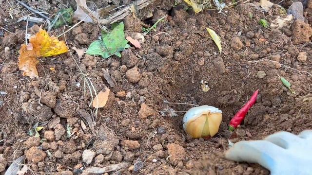 Planting giant elephant garlic and store bought garlic. Fall planting. Zone 7. November 2023 смотреть онлайн