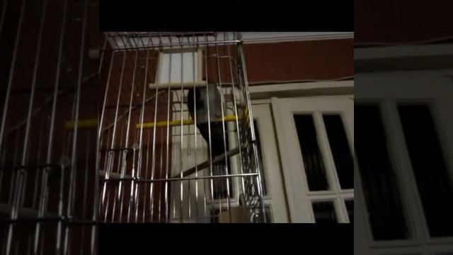 Зелень из пшеницы, новый корм, Пуська соня❤ смотреть онлайн