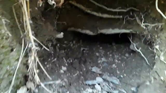 Зарисовки из леса, нора). Мухомор и другие дикоросы смотреть онлайн