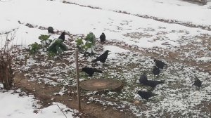 Чёрный ворон, что ж ты вьёшься над соседскою грядой?