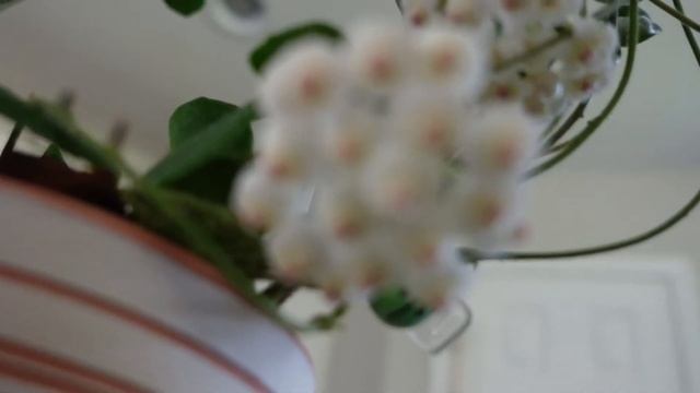 Hoya Rotundiflora