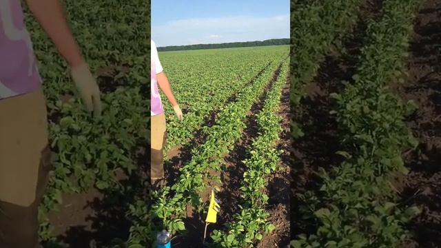 Окучивание картофеля смотреть онлайн