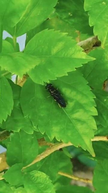# काला किट - पतंग BLACK FLY 🐞🐞🐞🐞LIKE SHAER SABSCRIBE DO YOU смотреть онлайн