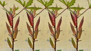 Как вырастить натуральную бамию на террасе. Выращивание бамии от семян до урожая