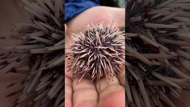 Териберка. Ежи. Край света. #териберка #мурманск #путешествия #морскойеж