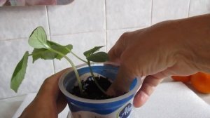 ПЕРЕРОСЛА РАССАДА ОГУРЦОВ?  ЛЕГКО ИСПРАВИМ.