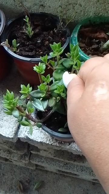 ayudándo los brotes a tomar fuerza (27/6/23) смотреть онлайн